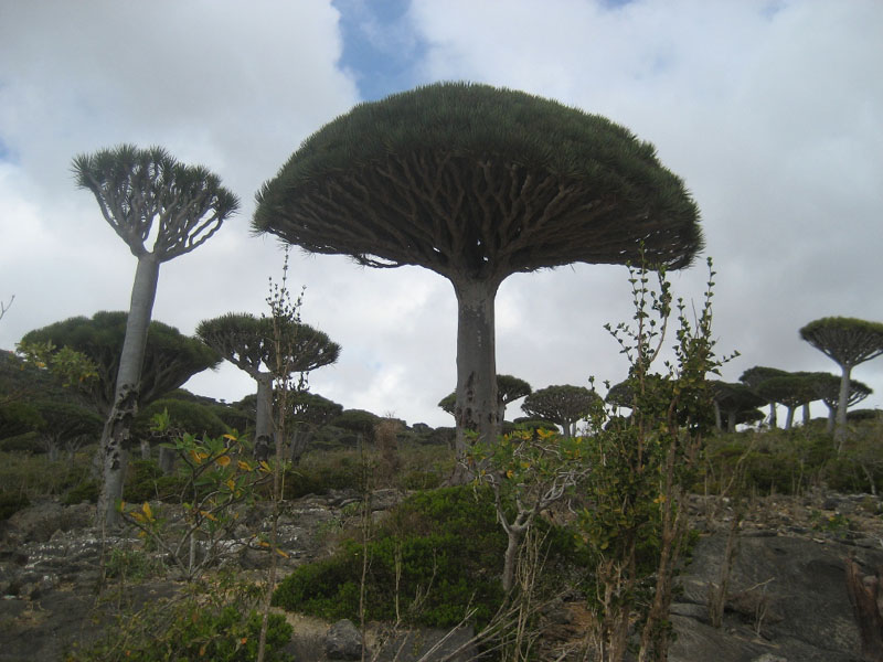 Socotra.......Oman